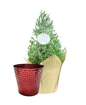 Lavender 4" Instant Gift FUNDRAISER