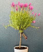 Lavender Topiary Plant