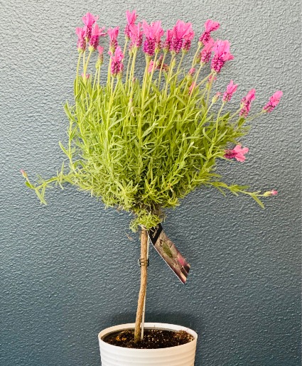 Lavender Topiary Plant