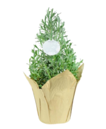 Lavender Topiary FUNDRAISER
