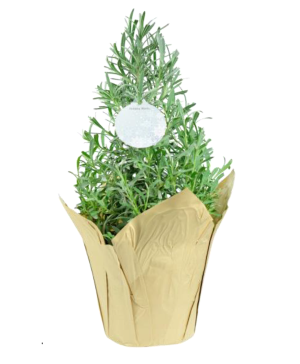 Lavender 6" Potted Plant FUNDRAISER
