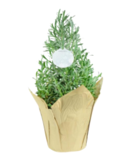 Lavender Topiary FUNDRAISER