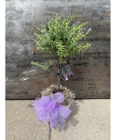 Lavender Tree lavender topiary