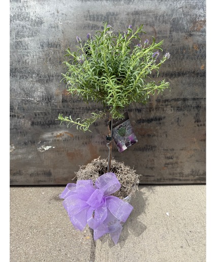 Lavender Tree lavender topiary