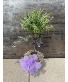 Lavender Tree lavender topiary