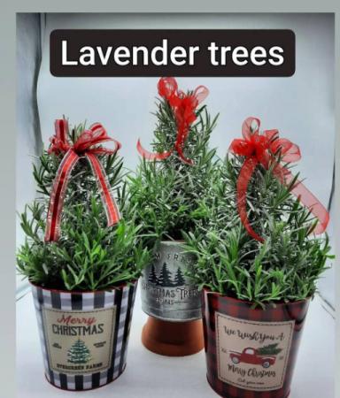 Lavender Tree Seasonal