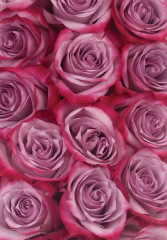 Lavender/Deep Purple Roses Available in1 Dozen, 2 Dozen and 3 Dozen