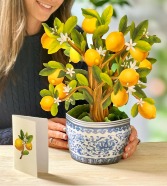 Lemon Blossom Tree Pop Up Greeting Card 