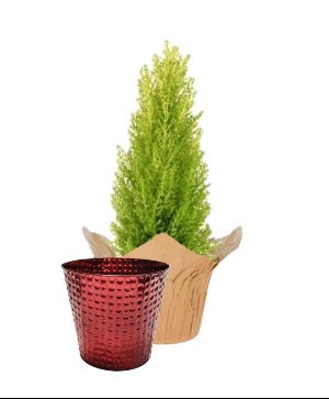 Cypress 4" Instant Gift FUNDRAISER