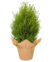 Lemon Cypress FUNDRAISER