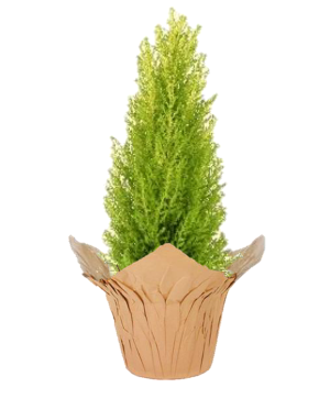 Cypress 6" Potted Plant FUNDRAISER