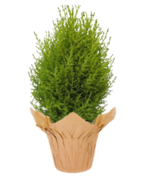 Lemon Cypress FUNDRAISER