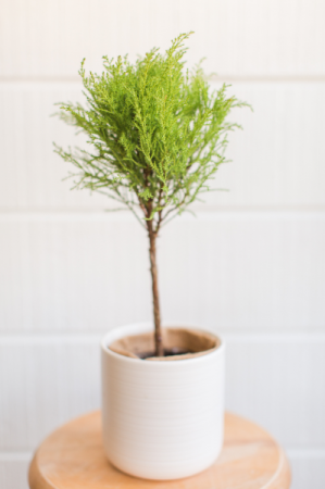 Lemon Cypress Topiary 