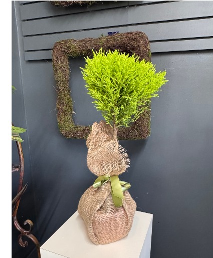 Lemon Cypress Topiary Live Plant