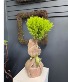 Lemon Cypress Topiary Live Plant