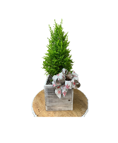 Lemon Cyprus Cone  House Plant