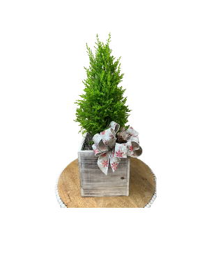 Lemon Cyprus Cone  House Plant