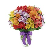 Festive Peruvian Lily Garden 