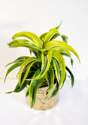 Lemon Lime Dracaena in Vacaville, CA | The Red Anthurium Lemon Lime Dracaena in Vacaville, CA | The Red Anthurium
