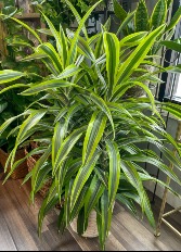 Lemon Lime Green Plant
