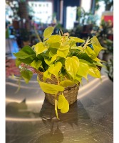 Lemon Lime Philodendrin Indoor Green Planr
