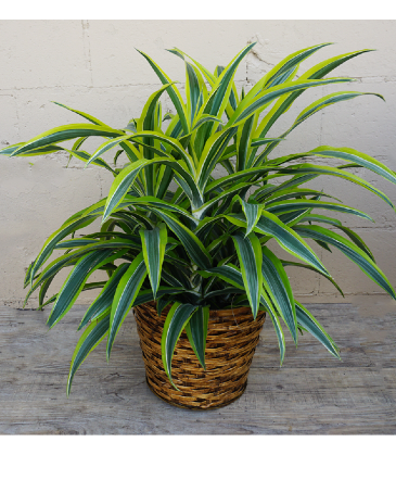 Lemon Lime Warneckii Plant in Fort Worth, TX | DARLA'S FLORIST