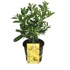 Lemon Tree Patio Planter