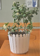 Lemon Tree Plant