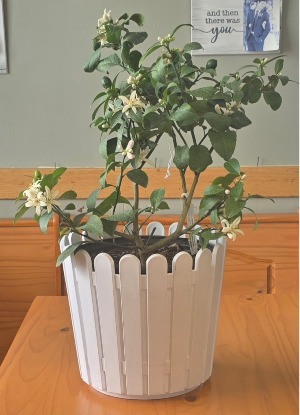 Lemon Tree Plant