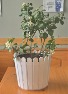 Lemon Tree Plant