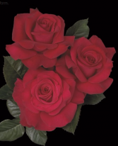 Let Freedom Ring™ 5 gallon - Hybrid Tea