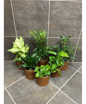 Let us pick, green plant in nice container 