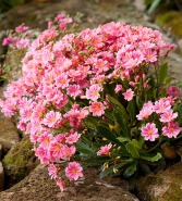 Lewisia Colors may vary
