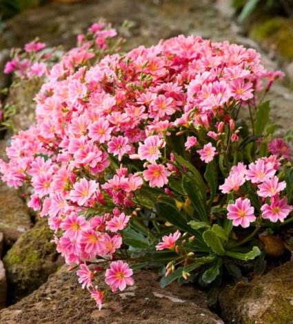 Lewisia Colors may vary