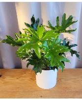 "Lickety-Split" Philodendron House Plant