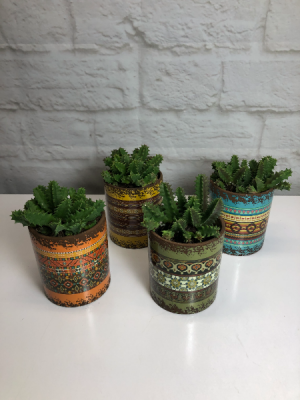 Life-Saver Cactus in Fiesta Pot Rare & Unusual Plant in South Milwaukee, WI | PARKWAY FLORAL INC. Life-Saver Cactus in Fiesta Pot Rare & Unusual Plant in South Milwaukee, WI | PARKWAY FLORAL INC.