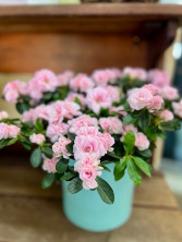 Light Pink Azalea With Designer Pot 