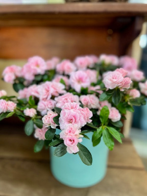 Light Pink Azalea With Designer Pot 