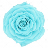 Light Turquoise/Teal Roses 
