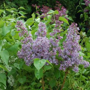 Lilac Bush Outdoor Plants