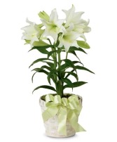 LIlies in a Basket 