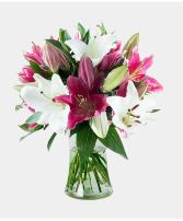 Lillies of Love Assorted Mixed Colors