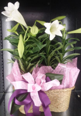 Lily Galore Easter Lilies Combo