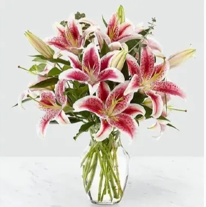 Lily Lover  