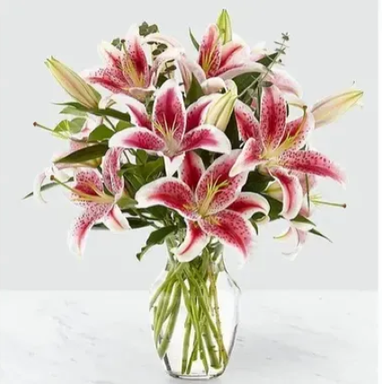 Lily Lover  