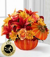 lily pumpkin 