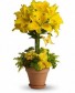 Purchase this funeral home arrangement