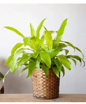 Lime Light Plant 