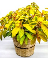 Butterfly & Hummingbird Haven- Fire Bush 