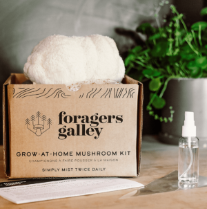 Lion's Mane  Mushroom Kit